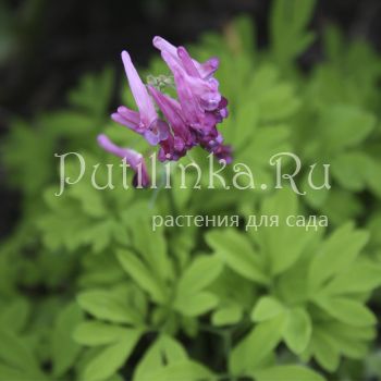 Хохлатка Буша (Corydalis buschii)