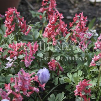 Хохлатка 4 (сорт уточняется)