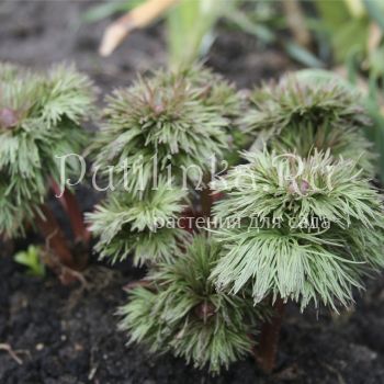 Пион тонколистный махровая форма (Paeonia tenuifolia Plena)