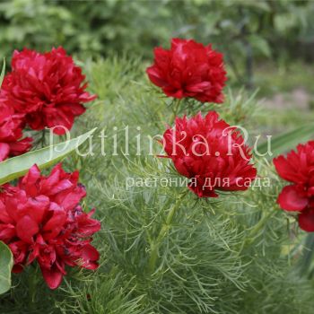 Пион тонколистный махровая форма (Paeonia tenuifolia Plena)