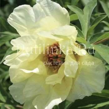 Пион древовидный lutea Hei Noon