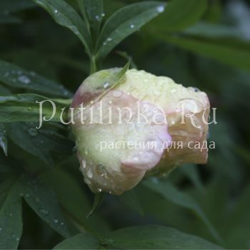 Пион древовидный lutea Hei Noon