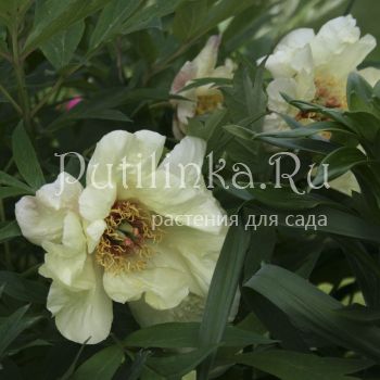 Пион древовидный lutea Hei Noon