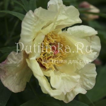 Пион древовидный lutea Hei Noon