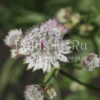 Астранция большая Variegata (Astrantia major Variegata)