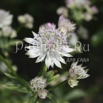 Астранция большая Variegata (Astrantia major Variegata)