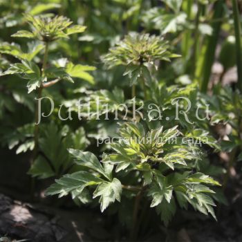 Анемона дубравная Viridescens (Anemona nemorosa Viridescens)