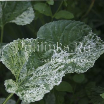 Фиалка мотыльковая Variegata (Viola papilionacea Variegata)