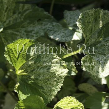 Фиалка мотыльковая Variegata (Viola papilionacea Variegata)