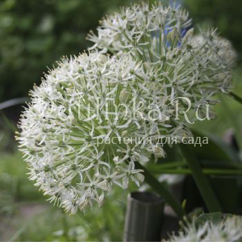 Лук каратавский (Allium karataviense)