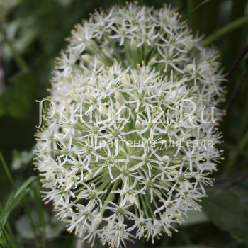 Лук каратавский (Allium karataviense)