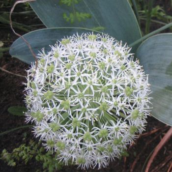 Лук каратавский (Allium karataviense)