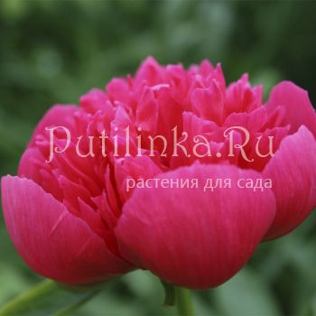 Пион лекарственный Rosea Plena (Paeonia officinalis Rosea Plena)