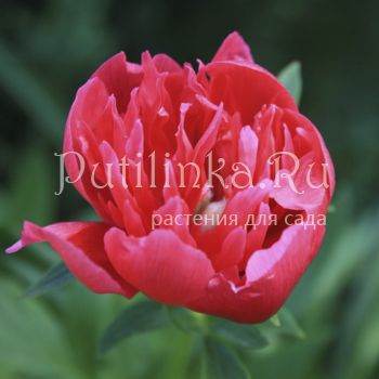 Пион лекарственный Rosea Plena (Paeonia officinalis Rosea Plena)