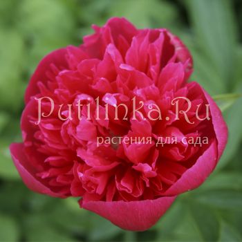 Пион лекарственный Rosea Plena (Paeonia officinalis Rosea Plena)