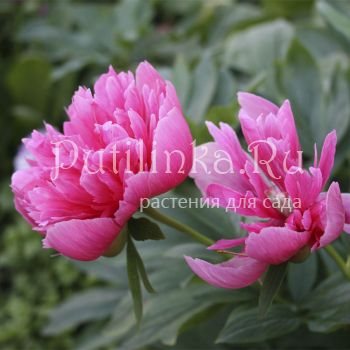 Пион лекарственный Rosea Plena (Paeonia officinalis Rosea Plena)