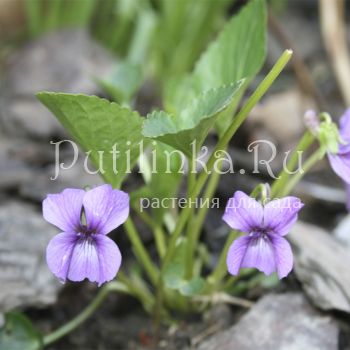 Фиалка сомхетская (V. somchetica)