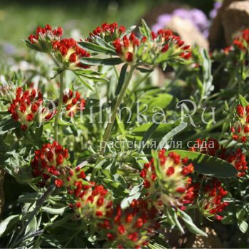 Язвенник целебный (Anthyllis vulneraria Rubra)