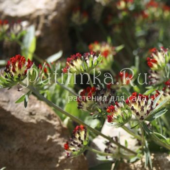 Язвенник целебный (Anthyllis vulneraria Rubra)