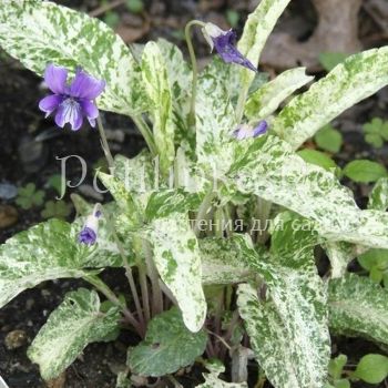 Фиалка маньчжурская (Viola mandshurica)