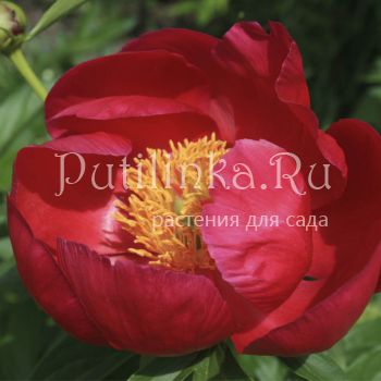 Пион Coral Charm (P. Coral Charm(Wissing, 1964, США))