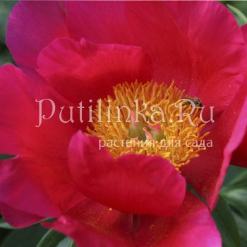 Пион Coral Charm (P. Coral Charm(Wissing, 1964, США))