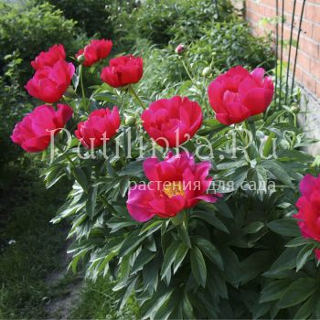 Пион Coral Charm (P. Coral Charm(Wissing, 1964, США))