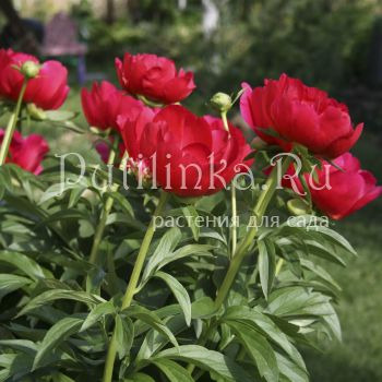 Пион Coral Charm (P. Coral Charm(Wissing, 1964, США))