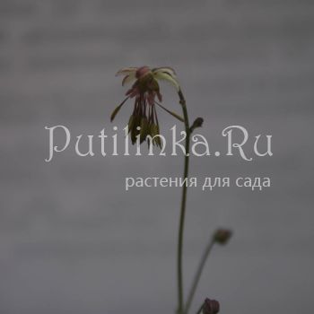 Василистник альпийский (T. alpinum)