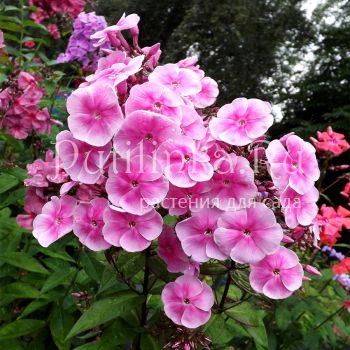 Флокс метельчатый Эдем (Егорова В)*