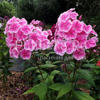 Флокс метельчатый Эдем (Егорова В)*