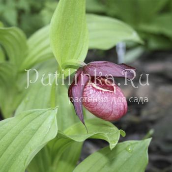 Башмачок вздутый (Cypripedium ventricosum)