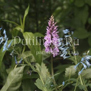 Пальчатокоренник незамеченный (Dactylorhiza praetermissa var. junialis)