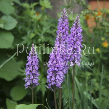 Пальчатокоренник Фукса (Dactylorhiza fuchsii)