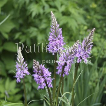 Пальчатокоренник Фукса (Dactylorhiza fuchsii)