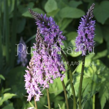 Пальчатокоренник Фукса (Dactylorhiza fuchsii)