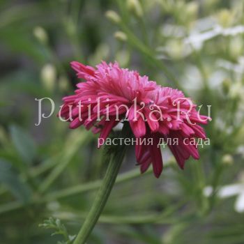 Пиретрум махровый (Pyrethrum Plena)