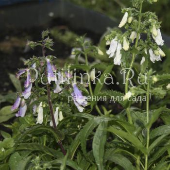 Пенстемон жестковолосистый (Penstemon hirsutus v.pygmaeus)