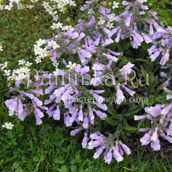 Пенстемон жестковолосистый (Penstemon hirsutus v.pygmaeus)