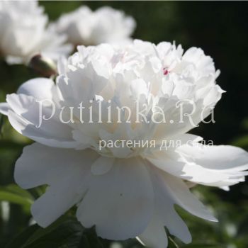 Пион Festiva Maxima (Paeonia Festiva Maxima(Mieller, 1851, Франция))