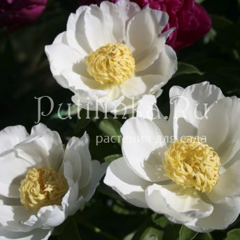 Пион Jan Van Leeuwen (Paeonia Jan Van Leeuwen(Van Leeuwen, 1928, Нидерланды)