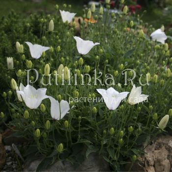 Колокольчик псевдорайнера Alba (Campanula pseudo-raineri Alba)