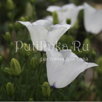 Колокольчик псевдорайнера Alba (Campanula pseudo-raineri Alba)