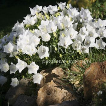 Колокольчик псевдорайнера Alba (Campanula pseudo-raineri Alba)