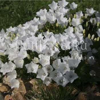 Колокольчик псевдорайнера Alba (Campanula pseudo-raineri Alba)