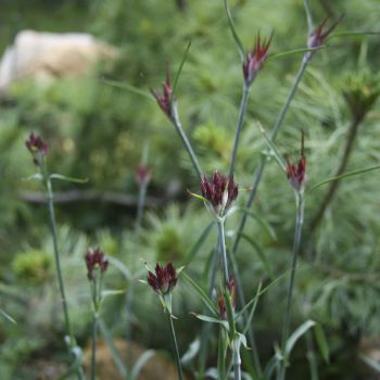 Гвоздика понтедерская (Dianthus pontederae)