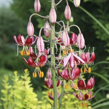 Лилия мартагон Claude Shride (Lilium martagon Claude Shride)