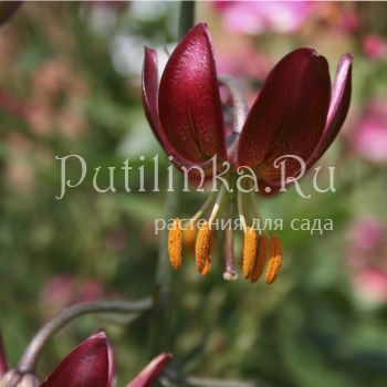 Лилия мартагон Claude Shride (Lilium martagon Claude Shride)