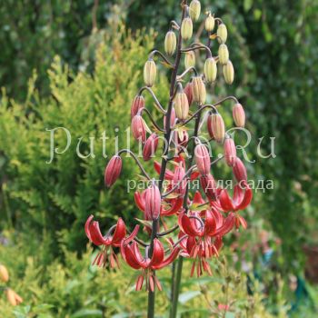 Лилия мартагон Claude Shride (Lilium martagon Claude Shride)