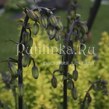 Лилия мартагон Claude Shride (Lilium martagon Claude Shride)